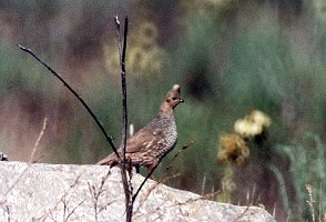 Quail, Scaled 3, abc B01P35I06